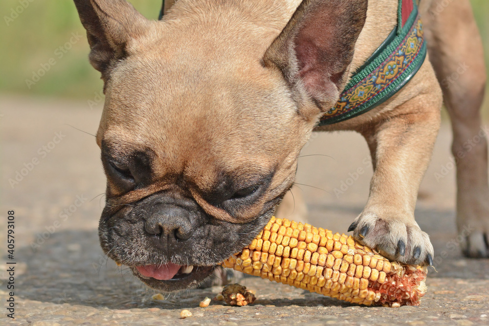 French Bulldog dog eating corn Stock Photo Adobe Stock