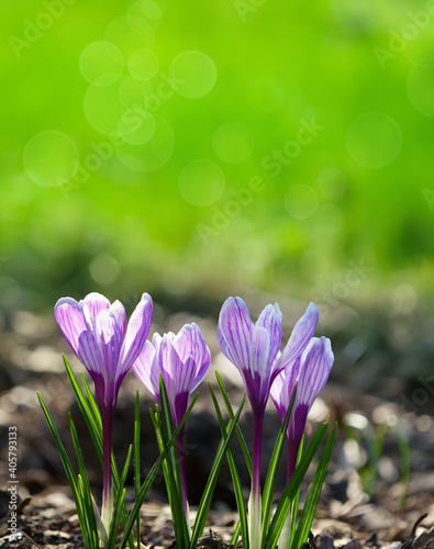 purple crocus flowers in the spring time