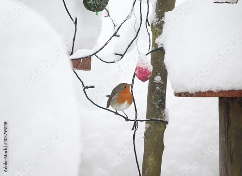 Foto Rotkehlchen im Garten in Mühlhofen. Bild: Reiner Jäckle