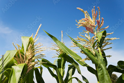 Maize flowers in a corn field with blue sky background.