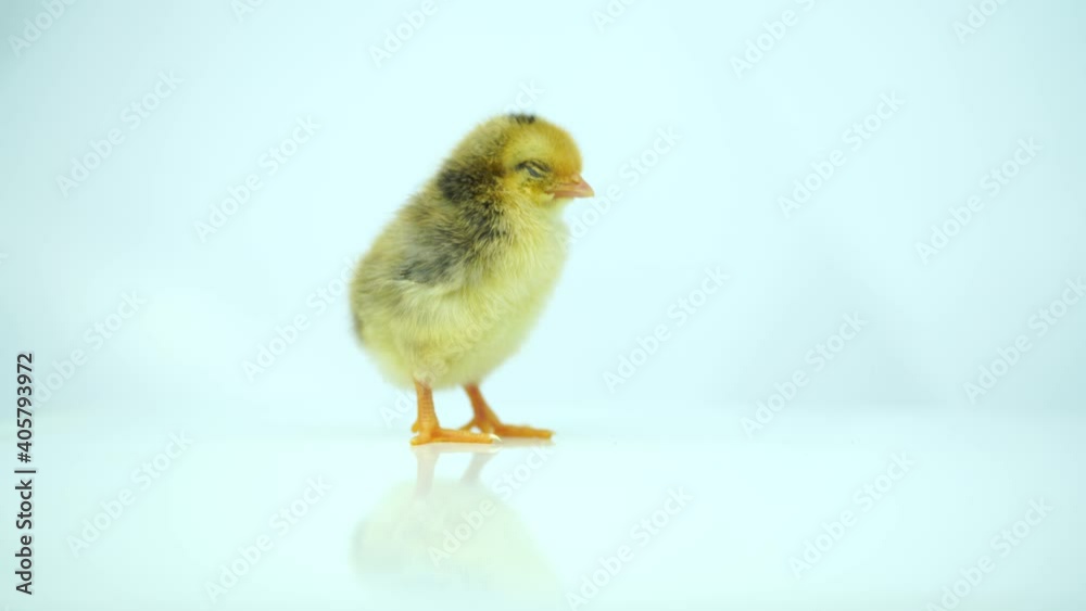 The cuteness of the Bantam standing on the light blue background. The cuteness of the Bantam standing on the light blue background.