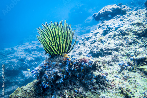 Sea Lily on a coral in the Andaman sea