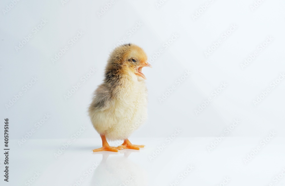 Bantam chicks stand yawn on a white background. Bantam chicks stand yawn on a white background.