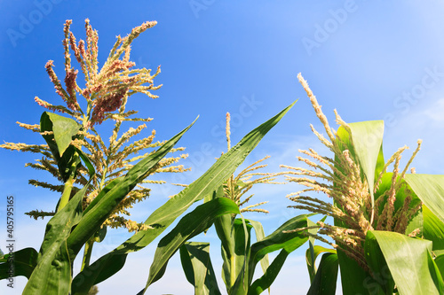 Maize flowers in a corn field with blue sky background.