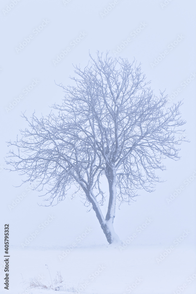 Fototapeta premium Freistehender Baum im Schneesturm