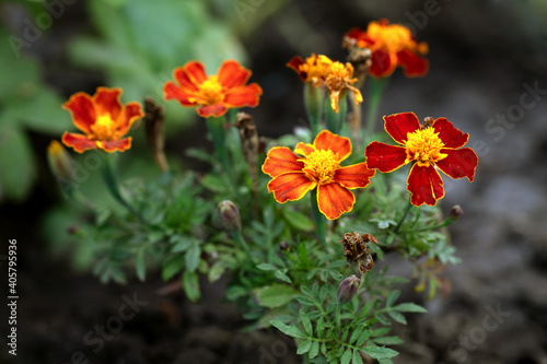 Tagetes flowers on garden flower bed. Shallow depth of field