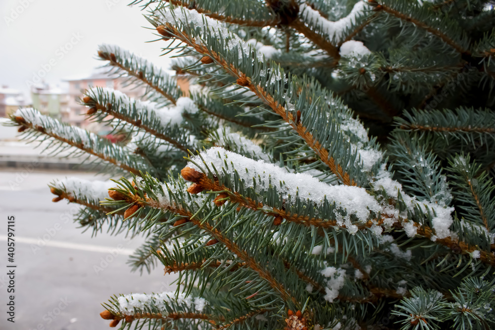 Snow on a pine tree branch. Beautiful nature background.