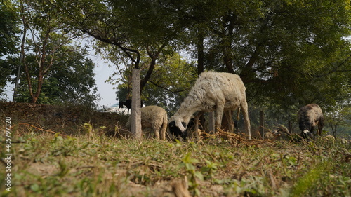 Sheep are grazing in farm