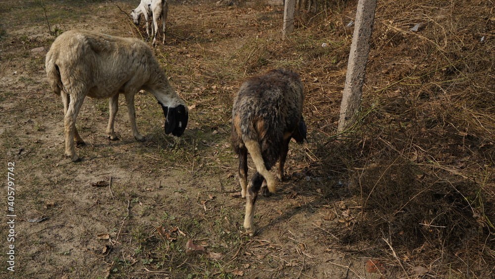 Sheep are grazing in farm Sheep are grazing in farm