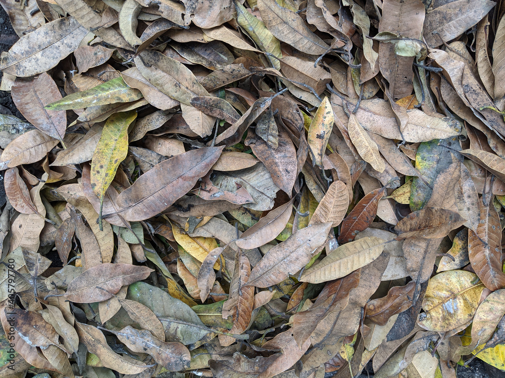 Dry mango leaves texture background, autumn fallen leaves Dry mango leaves texture background, autumn fallen leaves