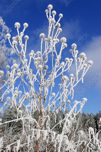 Pflanzen im Winter, Raureif