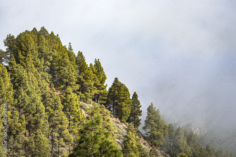 Landscape with trees in Gran Canaria in the fog