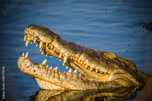 Nile crocodile, crocodylus niloticus in Kruger National Park South Africa photo