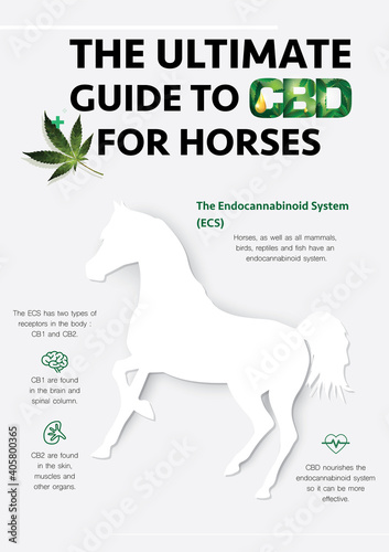 the ultimate guide to cbd for horses and beneficial effect  of cbd receptors in pets, vector infographic on white background