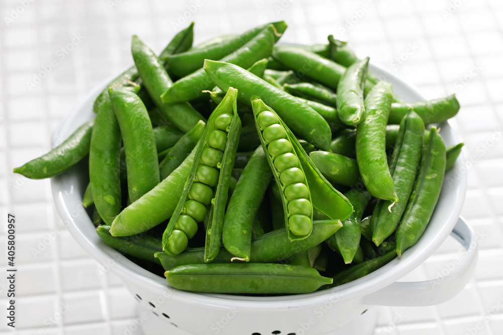 freshly picked green pea pods in enamel colander freshly picked green pea pods in enamel colander