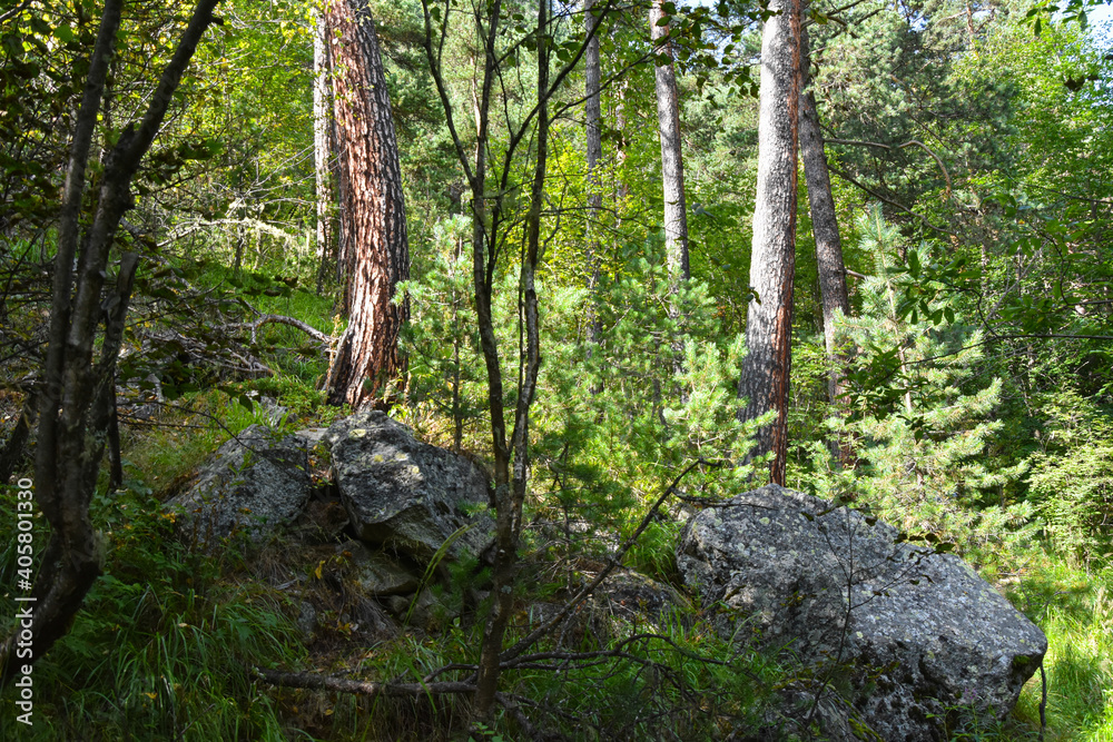 Mountain forest on a sunny summer day in the Tsey gorge, Russia, North Ossetia Mountain forest on a sunny summer day in the Tsey gorge, Russia, North Ossetia