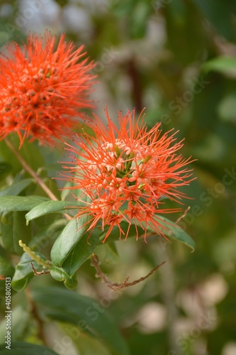 red combretum erythrophyllum flower in nature garden