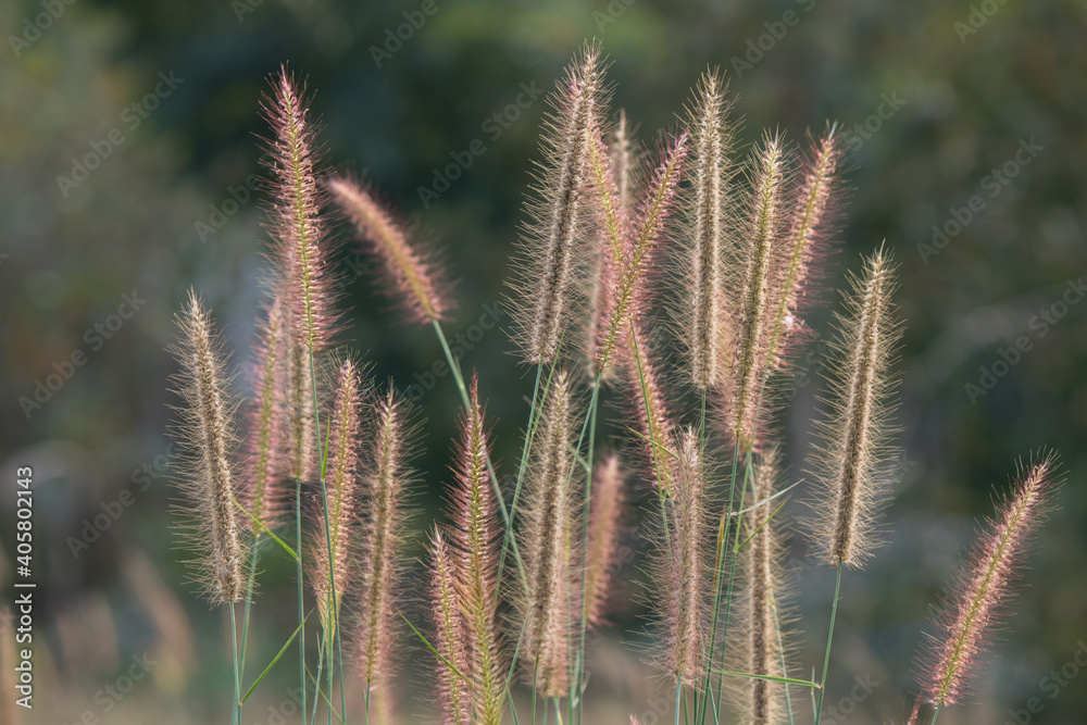 Many mission grass (Pennisetum polystachion, Setaria viridis, Yellow or golden foxtail) is a beautiful nature background. Close up photo. 04 Many mission grass (Pennisetum polystachion, Setaria viridis, Yellow or golden foxtail) is a beautiful nature background. Close up photo. 04