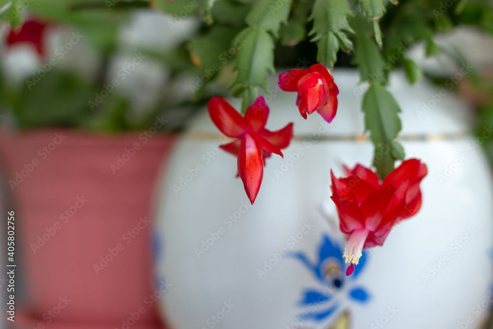 Close up red, pink yellow colored Schlumbergera Christmas cactus houseplant in green blurred background. Blooming Schlumbergera Christmas Cactus. Selective focus. Close up red, pink yellow colored Schlumbergera Christmas cactus houseplant in green blurred background. Blooming Schlumbergera Christmas Cactus. Selective focus.