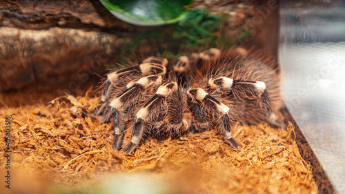 Tarantula Spider