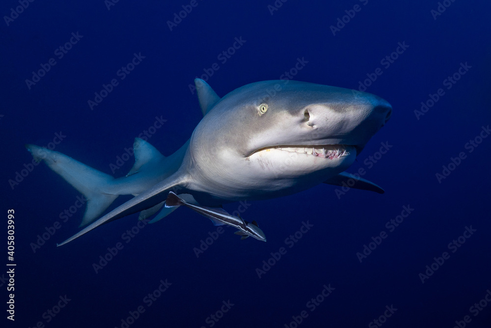 Fototapeta premium Lemon shark - Negaprion brevirostris 