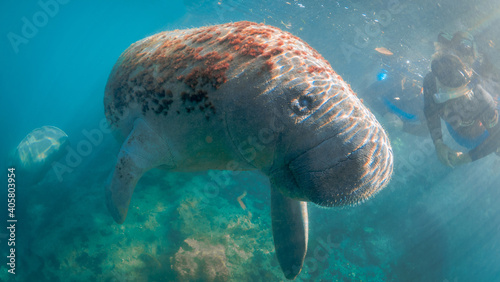 Girl swimming and snorkeling with manatee in florida photo