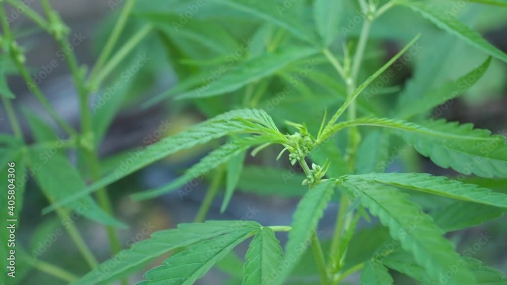 Cannabis plant green leaves swaying in the wind at outdoors farm. The texture of marijuana leaves. Close-up photo with copy space for text. Concept of cannabis plantation for medical. Slow motion. Cannabis plant green leaves swaying in the wind at outdoors farm. The texture of marijuana leaves. Close-up photo with copy space for text. Concept of cannabis plantation for medical. Slow motion.