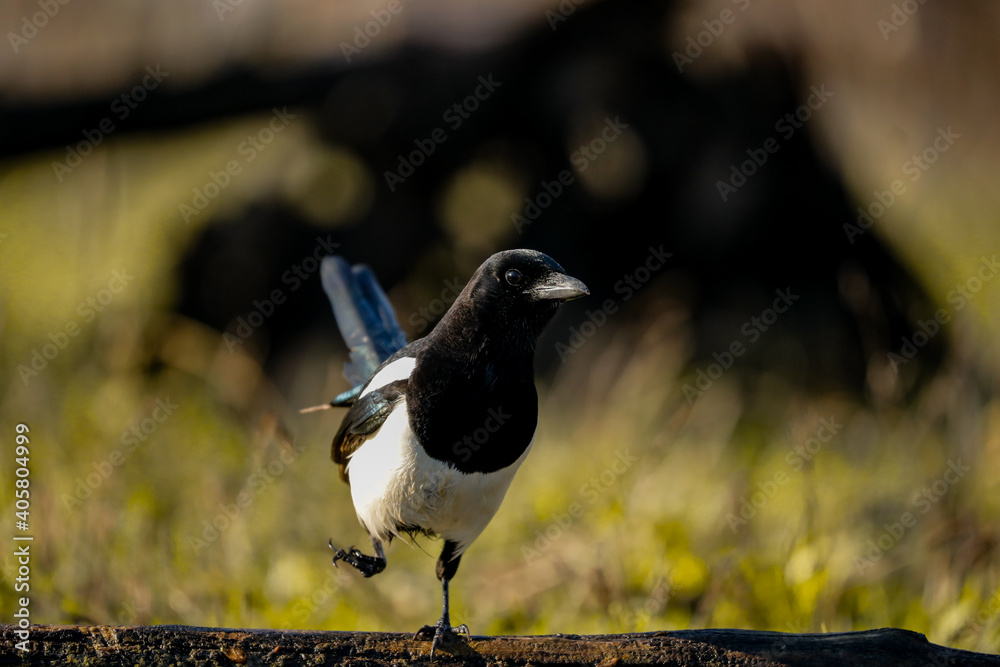 Fototapeta premium Magpie on the ground