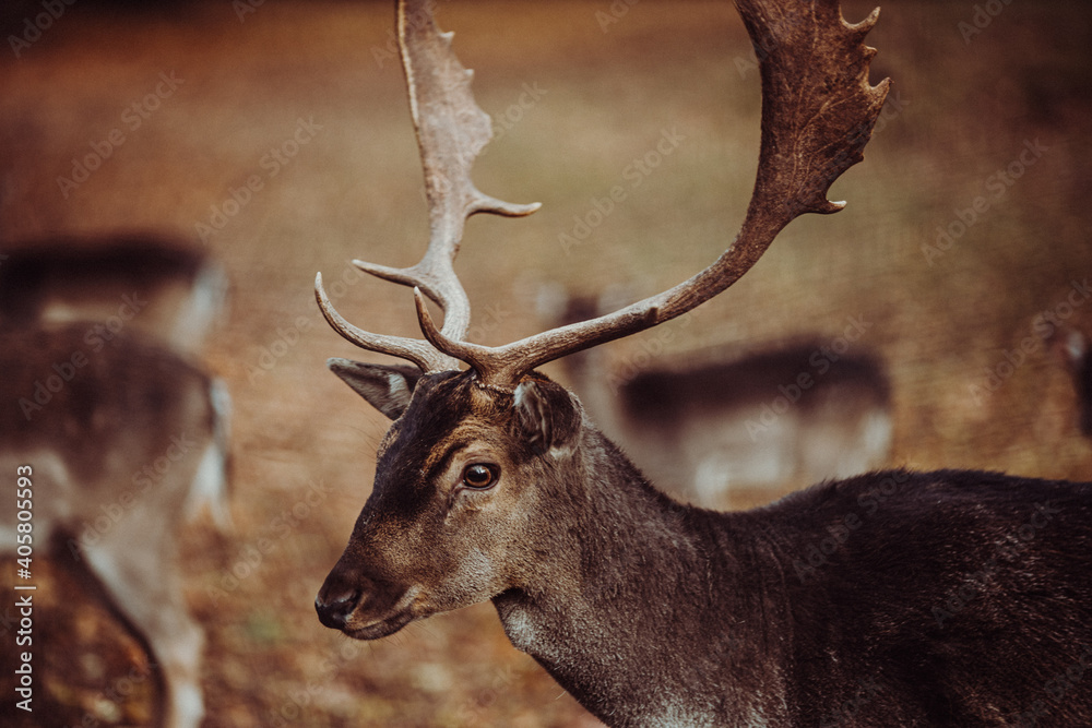 Junger Hirsch im Portrait Junger Hirsch im Portrait