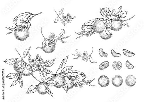 Orange tree branch with ripe and green oranges, flowers and leaves. Element for design. Graphic drawing, engraving style. Vector illustration.. Isolated on white background..