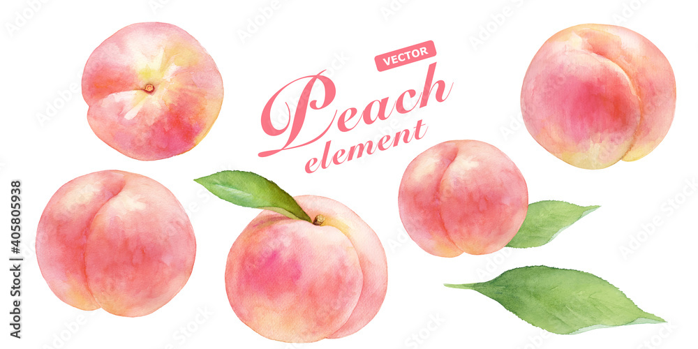 熟したジューシーなピーチのセット 水彩イラストのトレースベクター 白桃 葉付き Stock Vector Adobe Stock