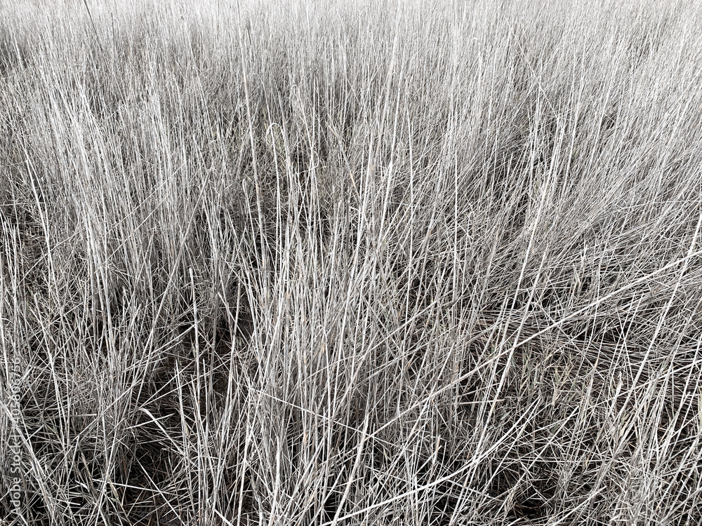 Dry grass background, straw texture Dry grass background, straw texture