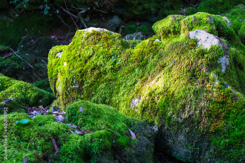 Stone covered with moss in a dry riverbed