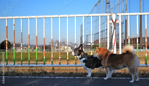 Plakat 行き先を見つめる愛犬達