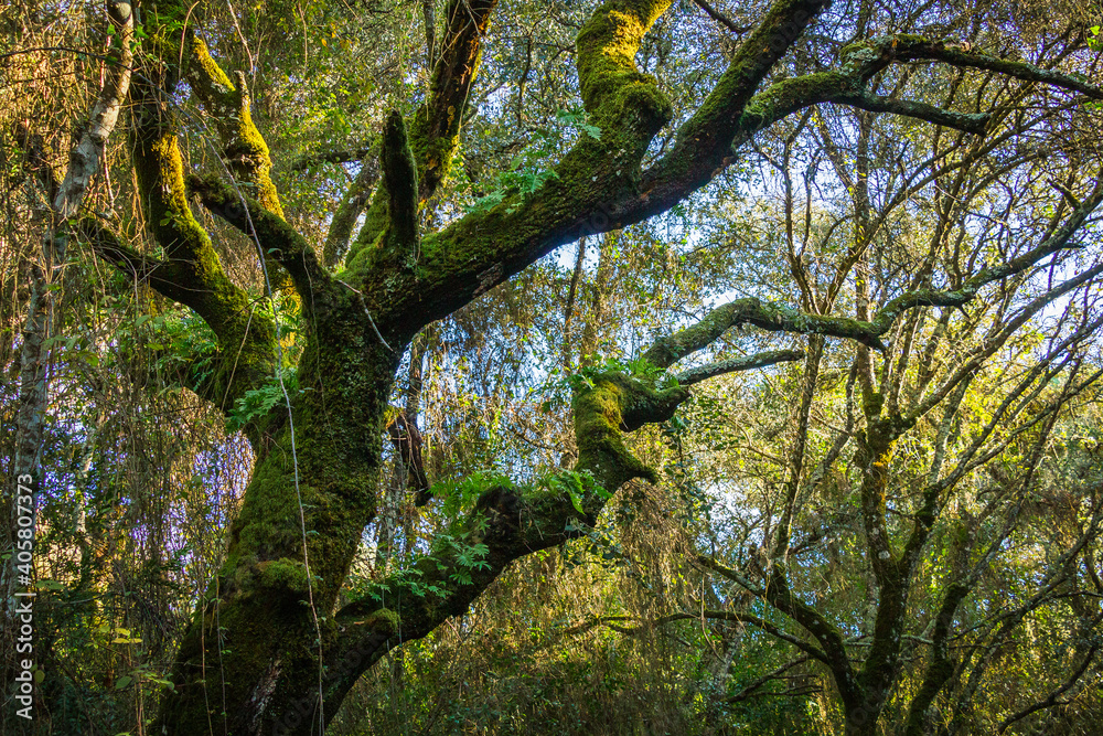 Fototapeta premium Beautiful tree covered with moss in the middle of an enchanted forest. Beselga de Cima, Serra de Aire, Portugal