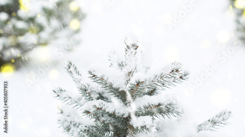 green twig of spruce in the snow on a snow-white background Christmas tree snow