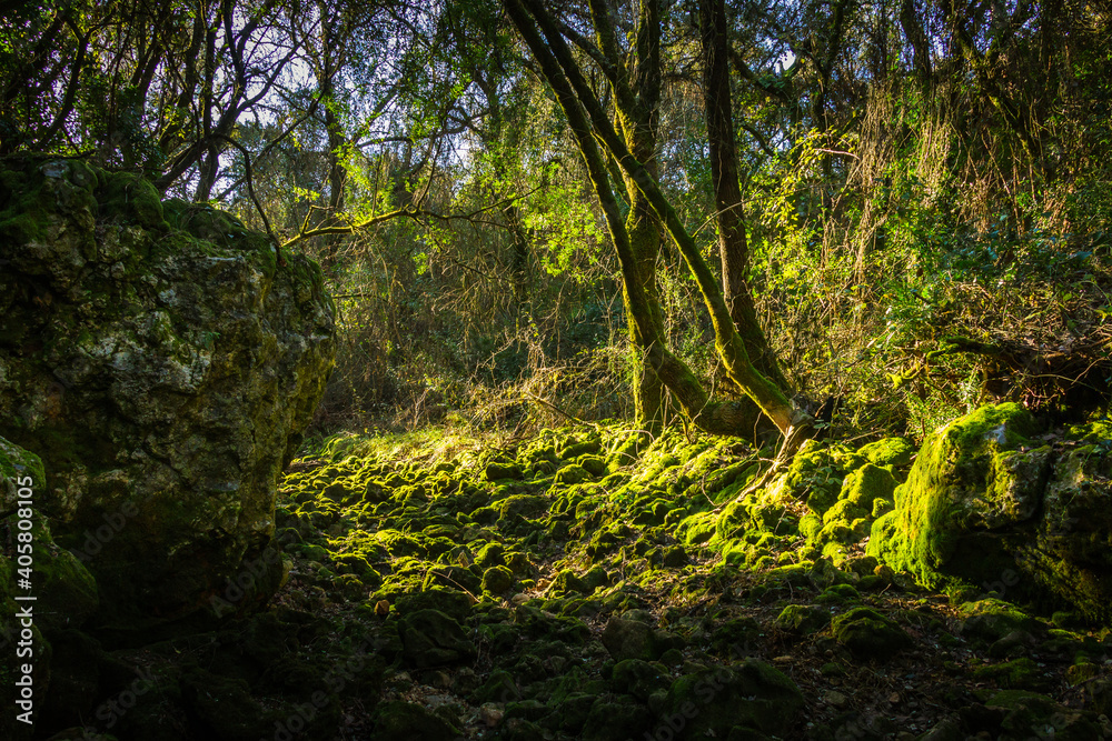 Naklejka premium Beautiful old river in the middle of the forest. Enchanted forest with a dry riverbed in Beselgas, Serra de Aire