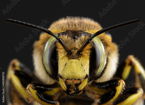 Obraz na płótnie bee close-up on a dark background