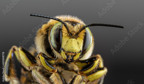 Obraz na płótnie bee close-up on a dark background