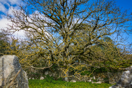 Beautiful tree in the middle of a stone house and stone wall. Tree with yellow lichens in the branches © WildGlass Photograph