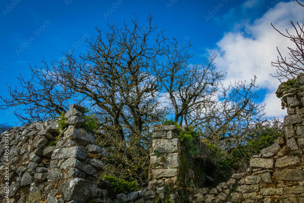 Beautiful tree in the middle of a stone house and stone wall. Tree with yellow lichens in the branches