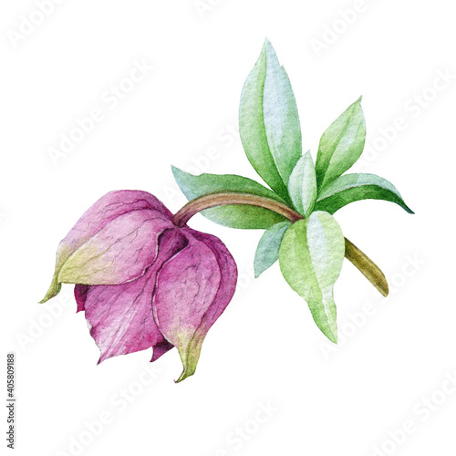 Pink hellebore bud flower watercolor illustration. Spring and winter blooming tender helleborus flower. Realistic floral element with green leaves. Close up hellebore Isolated on white background.