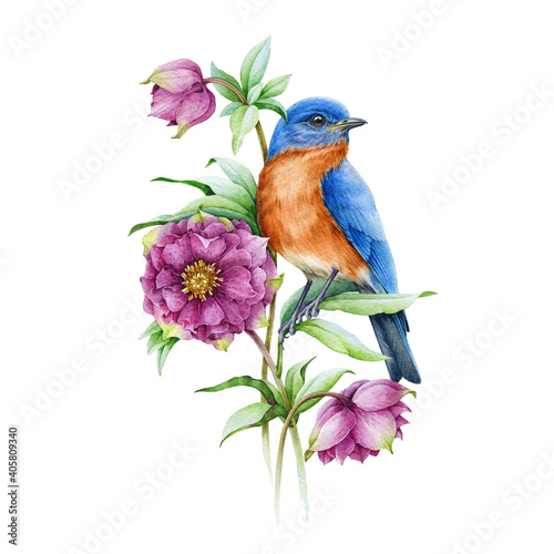 Canvas Print Bluebird on blooming hellebore pink flower watercolor illustration