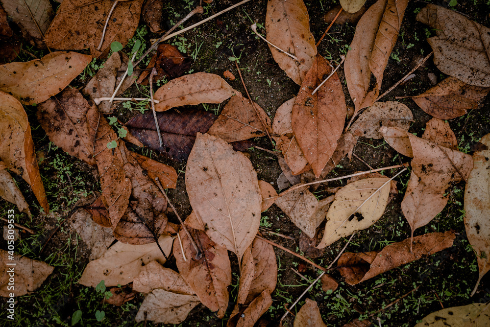 Hojas del otro caídas en el suelo hojas de otoño marrones caídas en el suelo