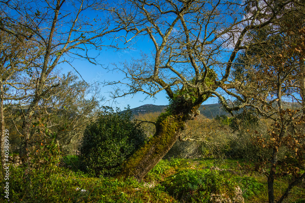 Beautiful tree with ferns and moss in the branches. Huge tree in the mountain village of Alvados, Serra de Aire, Portugal. Beautiful tree with ferns and moss in the branches. Huge tree in the mountain village of Alvados, Serra de Aire, Portugal.