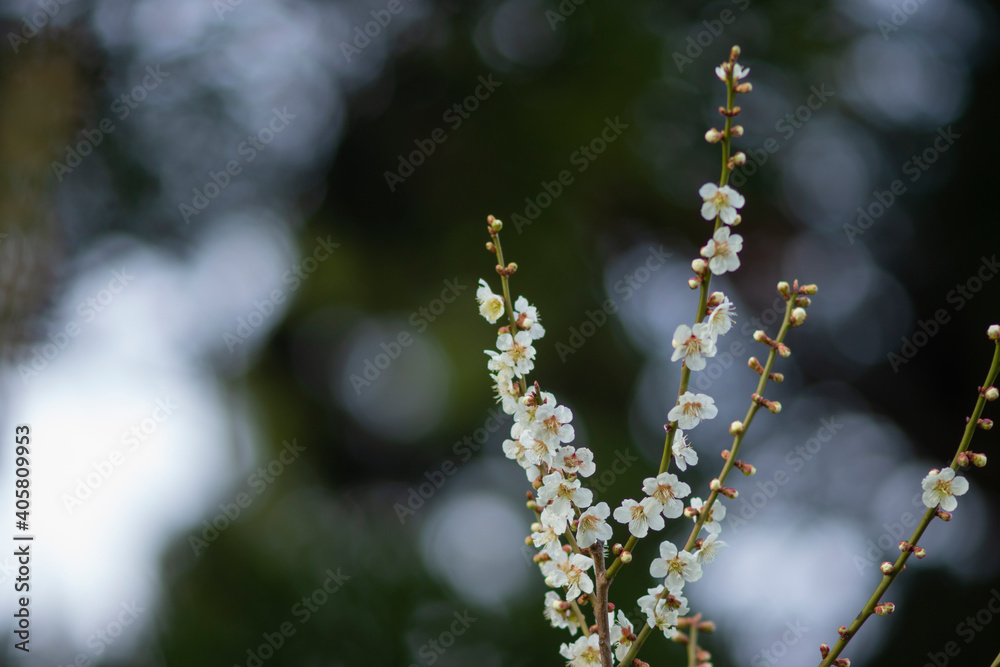 春を告げるかわいい白梅の花 春を告げるかわいい白梅の花