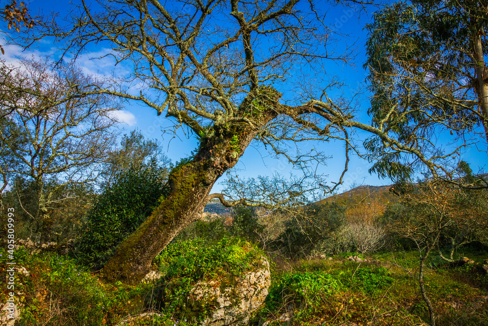 Beautiful tree with ferns and moss in the branches. Huge tree in the mountain village of Alvados, Serra de Aire, Portugal. Beautiful tree with ferns and moss in the branches. Huge tree in the mountain village of Alvados, Serra de Aire, Portugal.