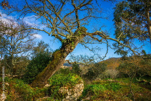 Beautiful tree with ferns and moss in the branches. Huge tree in the mountain village of Alvados, Serra de Aire, Portugal.