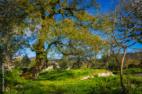 Beautiful tree with ferns and moss in the branches. Huge tree in the mountain village of Alvados, Serra de Aire, Portugal. photo