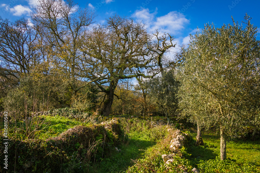Beautiful tree in the middle of a stone house and stone wall. Tree with yellow lichens in the branches Beautiful tree in the middle of a stone house and stone wall. Tree with yellow lichens in the branches